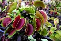 Милые дамы, с праздником вас :-  - IMG_1544.jpeg