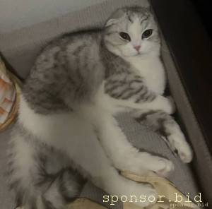 Помощь кошке на операцию  - img_7424 (1).jpg