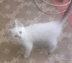 Помогите маленькой Маркизе - 20220812_101117.jpg