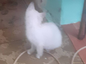 Помогите маленькой Маркизе - 20220812_103010.jpg