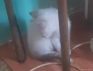 Помогите маленькой Маркизе - 20220812_103102.jpg