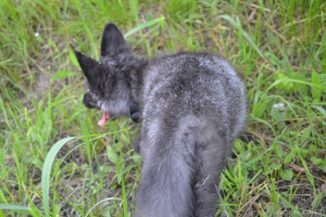Вольер для Лисы, живущей в живом уголке на станции юннатов - DSC_0798.JPG
