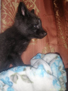 Вольер для Лисы, живущей в живом уголке на станции юннатов - IMG_20220607_210048.jpg