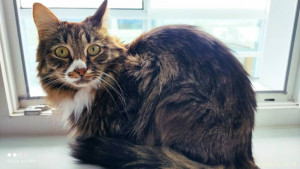 СРОЧНО СБОР СРЕДСТВ НА ОПЕРАЦИЮ КОТУ ВИЛЛИ. ЕМУ ОСТАЛОСЬ ДВЕ НЕДЕЛИ  - v2cXj1eAbhI.jpg