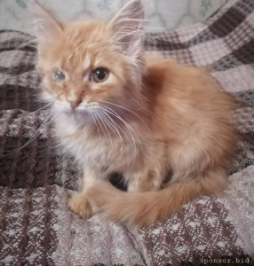 СРОЧНО СБОР СРЕДСТВ НА ОПЕРАЦИЮ КОТУ ВИЛЛИ. ЕМУ ОСТАЛОСЬ ДВЕ НЕДЕЛИ  - la_N5O55i-M.jpg