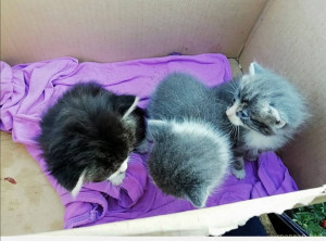 СРОЧНО НУЖНА ПОМОЩЬ ЧАСТНОМУ ПРИЮТУ КОШЕК И СОБАК - Screenshot_20220817_214938.jpg