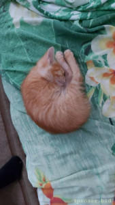 На корм котику 1,5 месяца - 20220820_161638.jpg