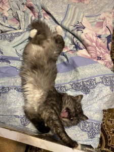 Помогите Тимофею - 6EE0BB03-E948-40E9-9E39-0F597F986661.jpeg