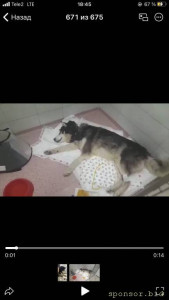 Помогите спасти друга хаски по имени Зак - 07711373-4421-4165-BA1E-2C6A37A3ABBB.jpg
