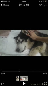 Помогите спасти друга хаски по имени Зак - 40B1BAAA-92B3-4141-9217-9DC8AC0EFF56.jpg