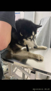 Помогите спасти друга хаски по имени Зак - E38B2F73-E475-4ACF-A69B-3F8AE0D2E3FF.jpg