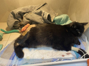 Помогите пожалуйста Блеку 128591; 128557; - 24D5B669-16CB-44D3-AB8C-95135645394F.jpeg