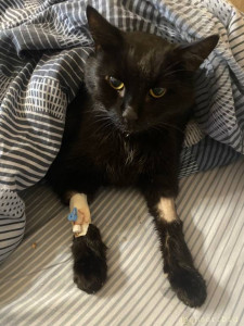 Помогите пожалуйста Блеку 128591; 128557; - CDED196D-B568-4753-BAEC-03FF06A5E019.jpeg