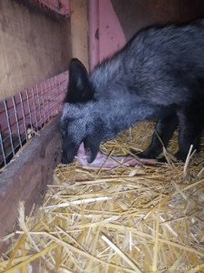 Продолжаю флудить никому не интересной фигней ^^ - IMG_20221009_194756.jpg