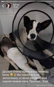 Прошу о помощи на операцию собаке  - photo_2022-10-15 21.29.48.jpeg