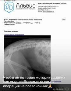 Прошу о помощи на операцию собаке  - photo_2022-10-15 21.29.15.jpeg