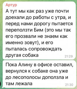 Прошу о помощи на операцию собаке  - photo_2022-10-15 21.29.21.jpeg