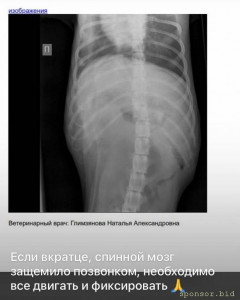 Прошу о помощи на операцию собаке  - photo_2022-10-15 21.29.35.jpeg