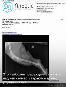 Прошу о помощи на операцию собаке  - photo_2022-10-15 21.29.29.jpeg