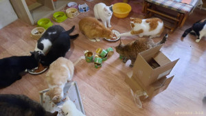 Ищем спонсора для частного кошачьего приюта в Красноармейск МО - 20221006_132240.jpg