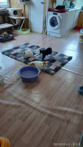 Ищем спонсора для частного кошачьего приюта в Красноармейск МО - 20220905_100659.jpg