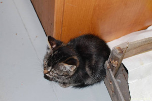 Помогите вылечить котят - DSC_2855_.jpg