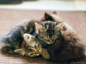 Помогите вылечить котят - 3.jpg