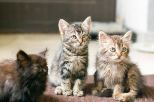 Помогите вылечить котят - DSC_2930_.jpg