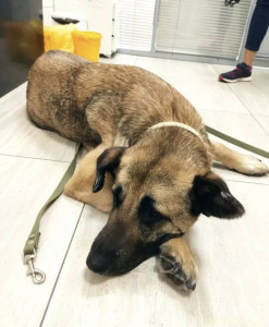 Кони нужна помощь 128591; - Screenshot_20221103_183055.jpg