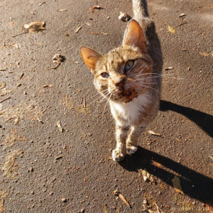 Котенку с улицы срочно нужна операция - сломана челюсть - 20221114_123513.jpg