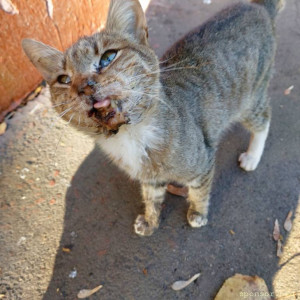 Котенку с улицы срочно нужна операция - сломана челюсть - 20221114_123348.jpg