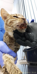 Котенку с улицы срочно нужна операция - сломана челюсть - IMG-20221114-WA0058.jpg