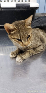 Котенку с улицы срочно нужна операция - сломана челюсть - IMG-20221114-WA0047.jpg