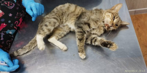 Котенку с улицы срочно нужна операция - сломана челюсть - IMG-20221114-WA0042.jpg