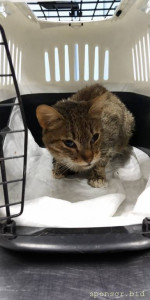 Помогите котику - IMG-20221117-WA0028.jpg