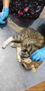 Помогите котику - IMG-20221114-WA0043.jpg