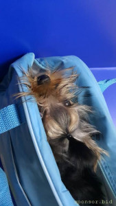 Помогите щеночку на операцию - IMG-20221124-WA0001.jpeg