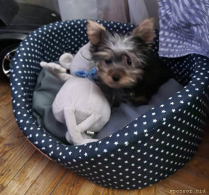 Помогите щеночку на операцию - IMG-20221107-WA0008.jpg