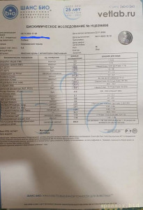 Помогите щеночку на операцию - 20221125_231213.jpg