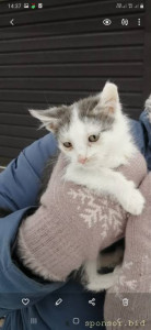 Нужна помощь котёнку - Screenshot_20221127-143744_Gallery.jpg