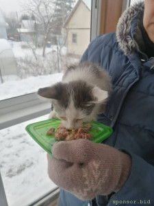 Нужна помощь котёнку - IMG-20221127-WA0033.jpg