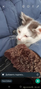 Нужна помощь котёнку - Screenshot_20221126-142931_WhatsApp.jpg