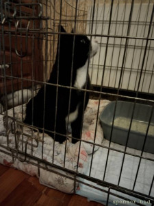 Нужна помощь коту на ветеринара - IMG_20221203_150338.jpg