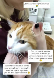 Срочно помогите пожалуйста Помощь коту - IMG_20221208_124531.jpg