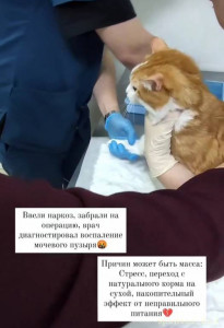 Срочно помогите пожалуйста Помощь коту - IMG_20221208_124539.jpg