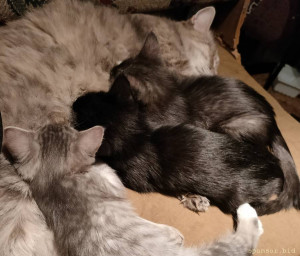 Мои котятки