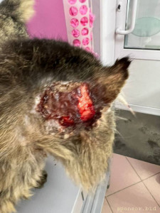 Нужно оплатить стационар и лекарства - E3E3F1B1-35DE-415F-8216-EA091F2078D4.jpeg