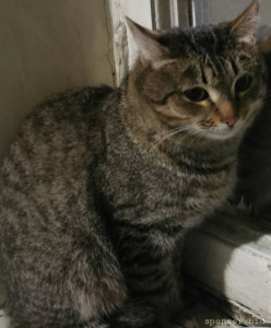 Помогите выжить коту - IMG_20230111_223952_edit_303457755488070.jpg