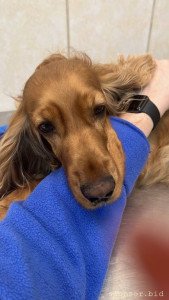 Моей собаке срочно требуется переливание крови  - 1E4E12BE-9668-4C02-A270-D9BDF6C06BD1[1].JPG