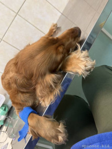 Моей собаке срочно требуется переливание крови  - camphoto_1804928587[1].JPG